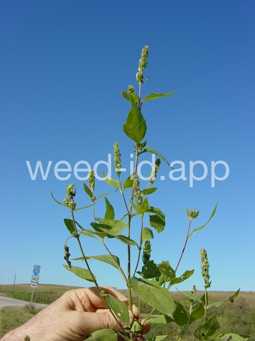 marshelder, annual